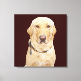 Gelbe Labrador Leinwanddruck