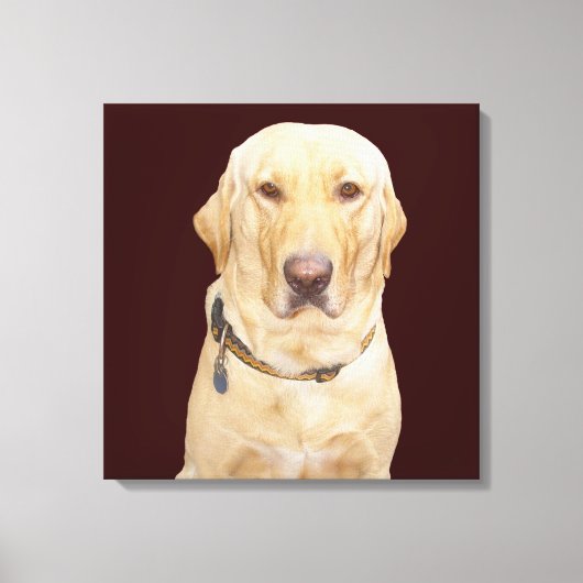 Gelbe Labrador Leinwanddruck (Vorderseite)