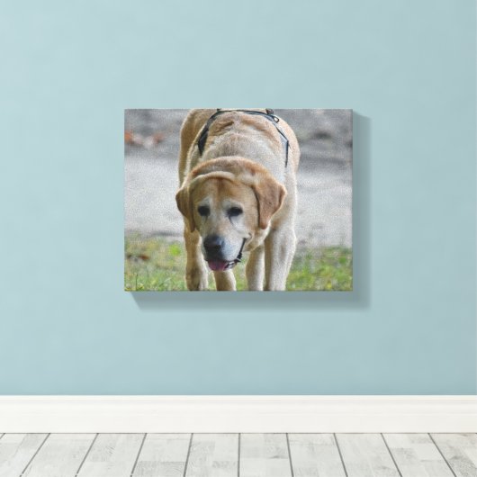 Gelbe Labrador Leinwanddruck (Insitu (Holzboden))