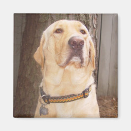 Gelbe Labrador Magnet
