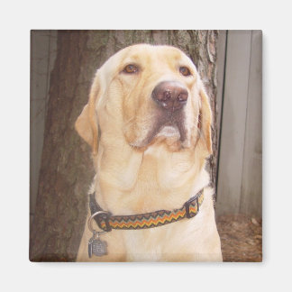 Gelbe Labrador Magnet