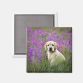 Gelbe Labrador Magnet (Vorderseite/Rückseite)