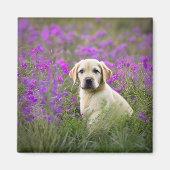 Gelbe Labrador Magnet (Vorne)