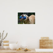 Gelbe Labrador mit Spielzeug Poster (Küche)