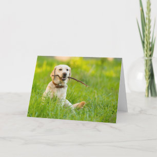 Gelbe Labrador-Plays mit Stick Karte