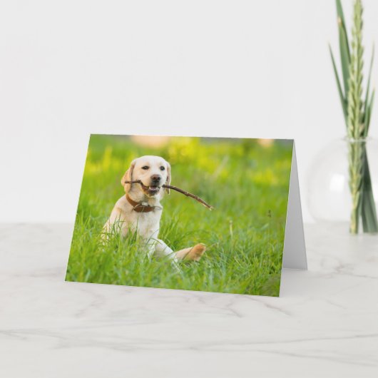 Gelbe Labrador-Plays mit Stick Karte (Vorderseite)