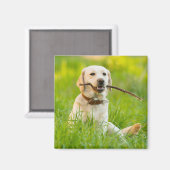 Gelbe Labrador-Plays mit Stick Magnet (Vorderseite/Rückseite)
