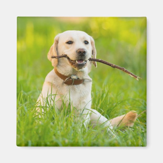 Gelbe Labrador-Plays mit Stick Magnet (Vorne)