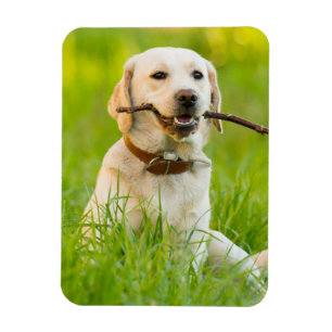 Gelbe Labrador-Plays mit Stick Magnet