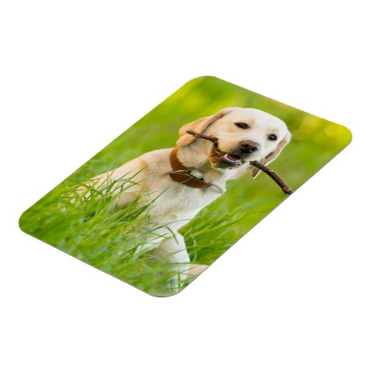 Gelbe Labrador-Plays mit Stick Magnet (Linke Seite)