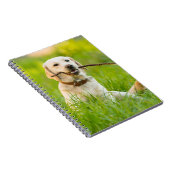 Gelbe Labrador-Plays mit Stick Notizblock (Rechte Seite)