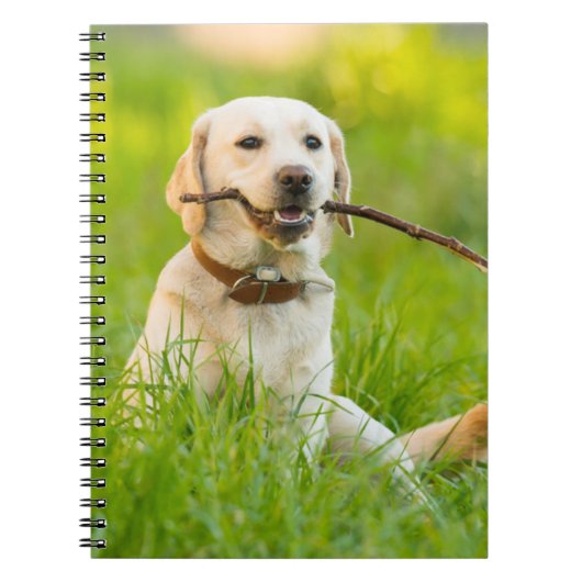 Gelbe Labrador-Plays mit Stick Notizblock (Vorderseite)