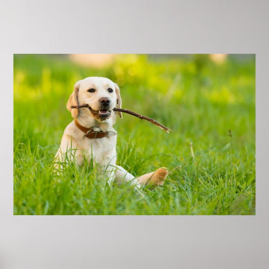 Gelbe Labrador-Plays mit Stick Poster (Vorne)