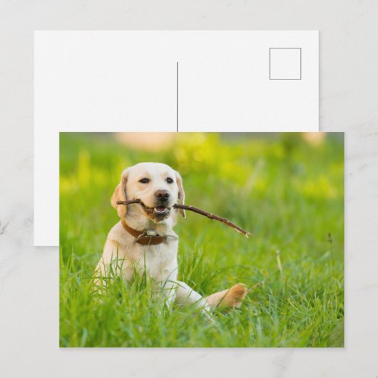 Gelbe Labrador-Plays mit Stick Postkarte (Vorne/Hinten)