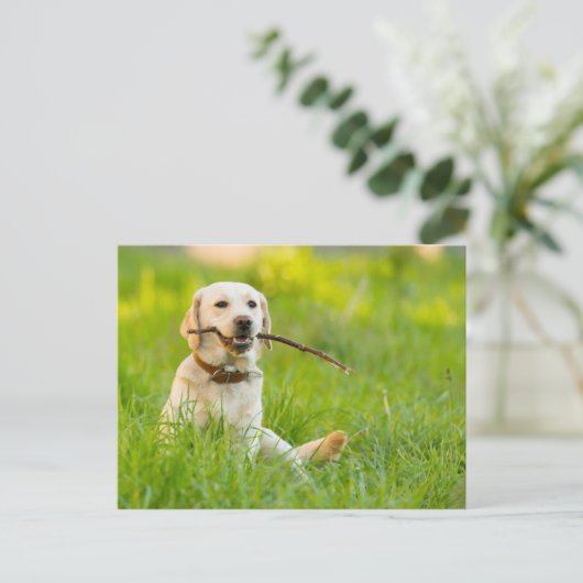 Gelbe Labrador-Plays mit Stick Postkarte (Stehend Vorderseite)