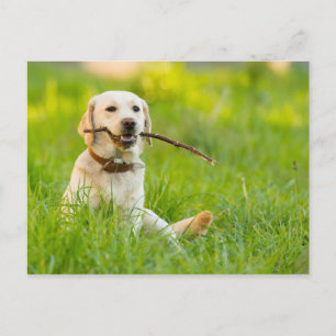 Gelbe Labrador-Plays mit Stick Postkarte