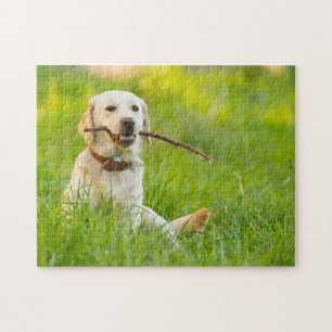 Gelbe Labrador-Plays mit Stick Puzzle