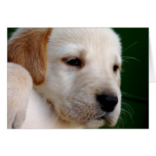 Gelbe Labrador Puppy