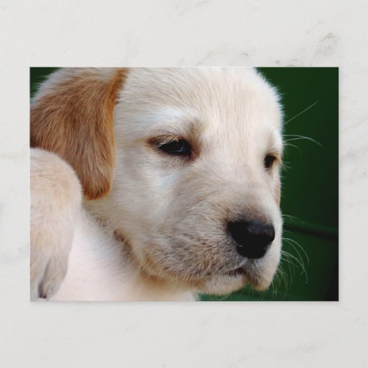 Gelbe Labrador Puppy Postkarte (Vorderseite)