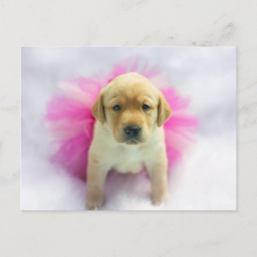 Gelbe Labrador Puppy Postkarte (Vorderseite)