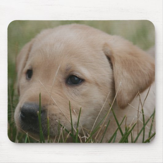 Gelbe Labrador retriever-Mausunterlage Mousepad (Vorne)