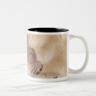 Gelbe Labrador retriever-Welpen, 10 Tage alt Zweifarbige Tasse