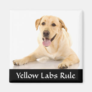Gelbe Labrador Rule "Labrador Retreiver" Magnet