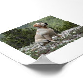 gelbe Labrador sitzend.png Poster (Ecke)