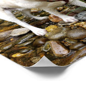 Gelbe Labrador, Wasserhund im Bach spielen Poster (Ecke)