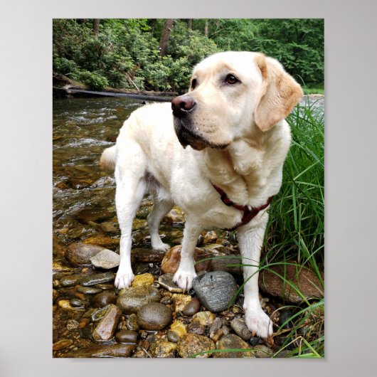 Gelbe Labrador, Wasserhund im Bach spielen Poster (Vorne)