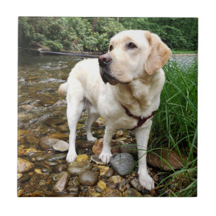 Gelbe Labrador, Wasserhunde im Bach Fliese