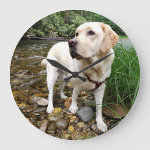 Gelbe Labrador, Wasserhunde im Bach Große Wanduhr