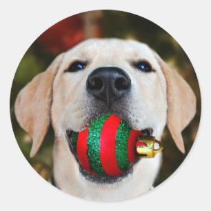Gelbe Labrador Weihnachtsball Runder Aufkleber