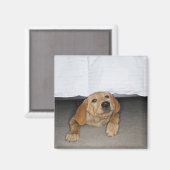 Gelbe Labrador Welpe im Bett stecken geblieben Magnet (Vorderseite/Rückseite)