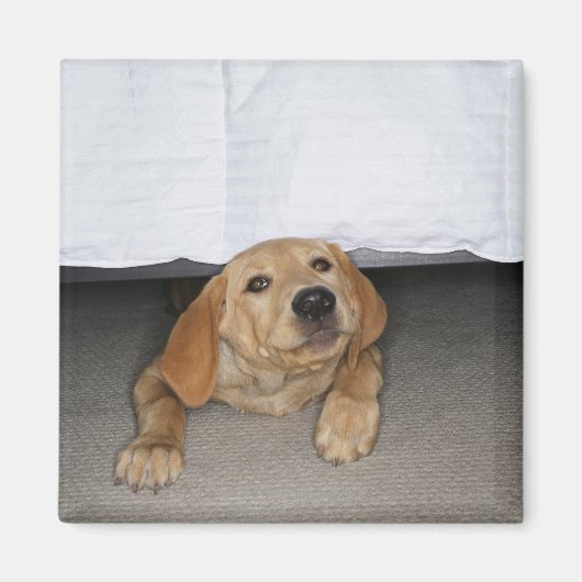 Gelbe Labrador Welpe im Bett stecken geblieben Magnet (Vorne)