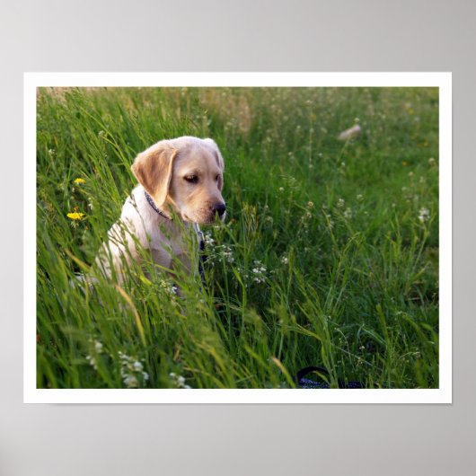 Gelbe Labrador Welpe im großen Gras Poster (Vorne)