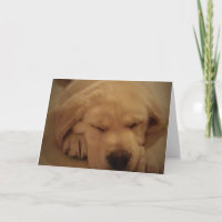 Gelbe Labrador Welpe Schlafen