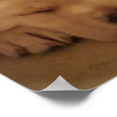 Gelbe Labrador Welpe Schlafen Poster (Ecke)