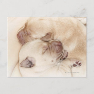 Gelbe Labrador Welpen, 10 Tage alt Postkarte