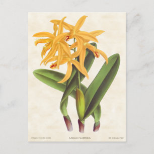 Gelbe Laelia Orchid Vintag Botanisch Postkarte