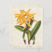 Gelbe Laelia Orchid Vintag Botanisch Postkarte (Vorne/Hinten)