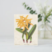 Gelbe Laelia Orchid Vintag Botanisch Postkarte (Stehend Vorderseite)