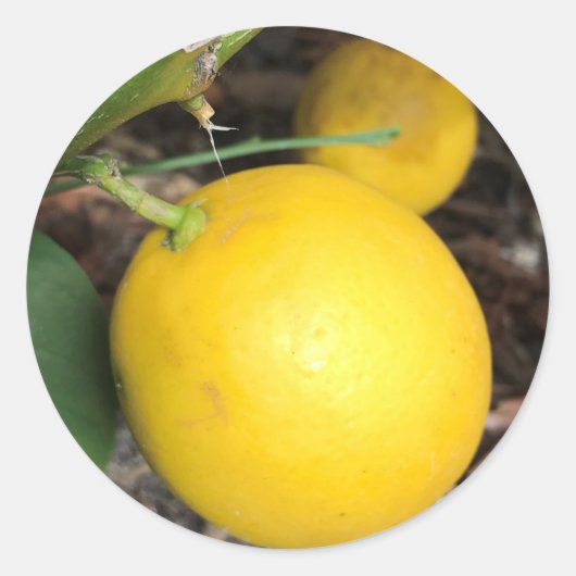 Gelbe Lemonen Runder Aufkleber (Vorderseite)