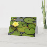 Gelbe Lilie aus Beileid im Teich