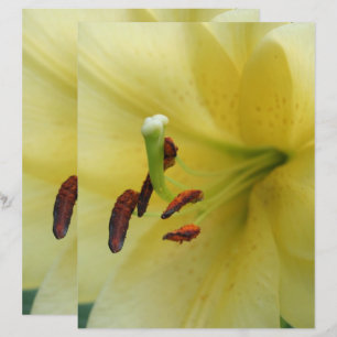 Gelbe Lilie-Blume Nah-Up-Scrapbook