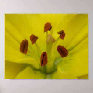 Gelbe Lilie Floraldruck Poster