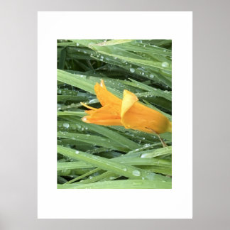 Gelbe Lilie unter taubedecktem Gras Poster