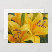 Gelbe Lilien Postkarte (Vorne/Hinten)