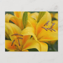Gelbe Lilien Postkarte