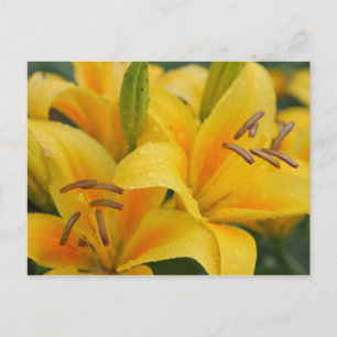 Gelbe Lilien Postkarte